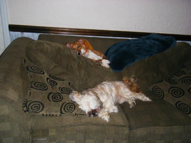 Two small dogs snoozing on a couch.