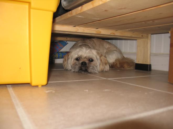 Dog hiding under a shelf where he barely fits.